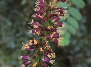 California False Indigo Seeds