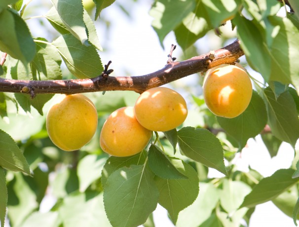 Heirloom Apricot Seeds