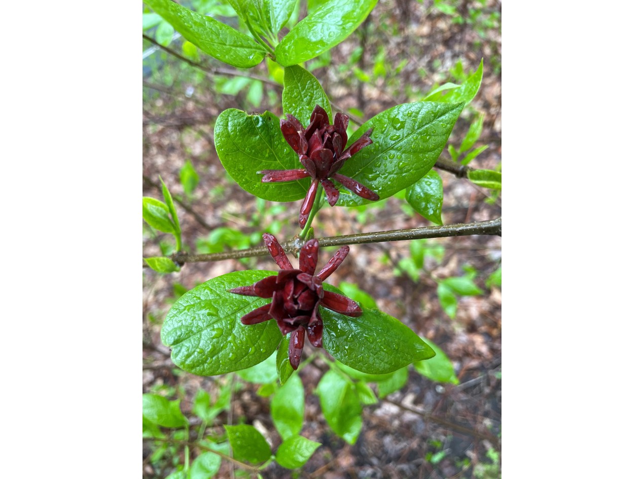 Carolina-Allspice