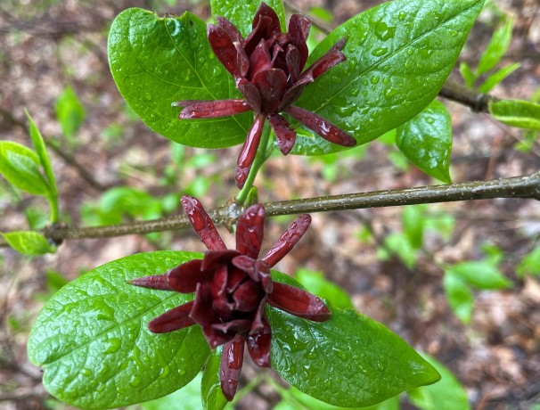 Carolina-Allspice Carolina-Allspice