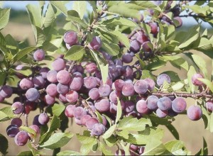 Nana Beach Plum