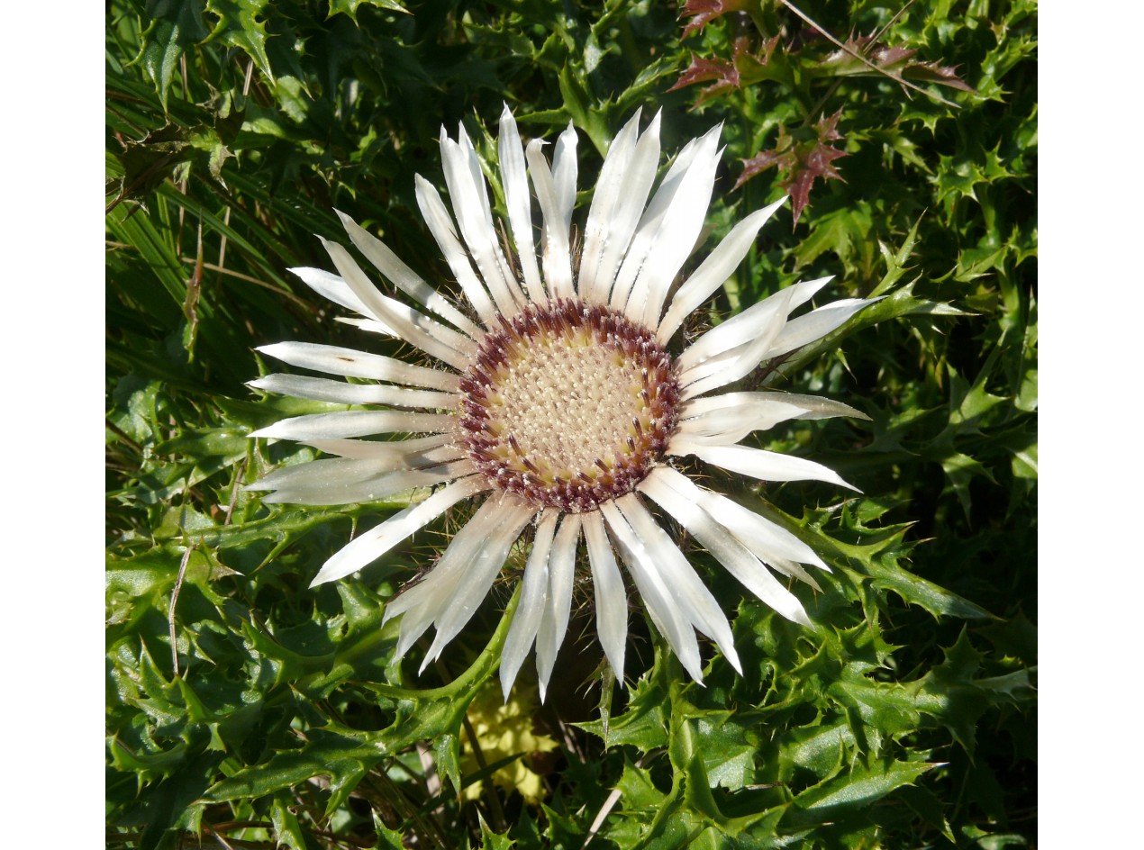Dwarf Carline Thistle
