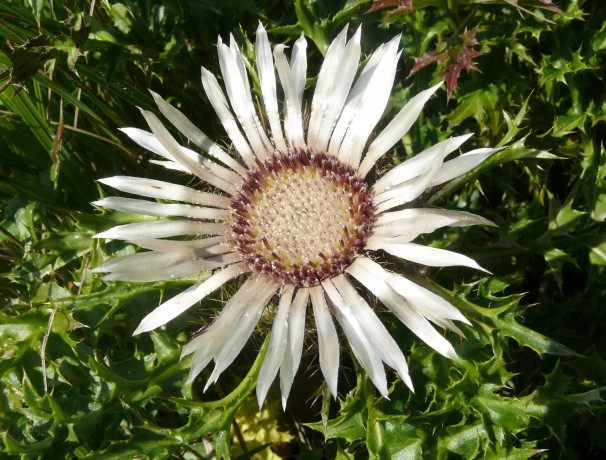Dwarf Carline Thistle Dwarf Carline Thistle