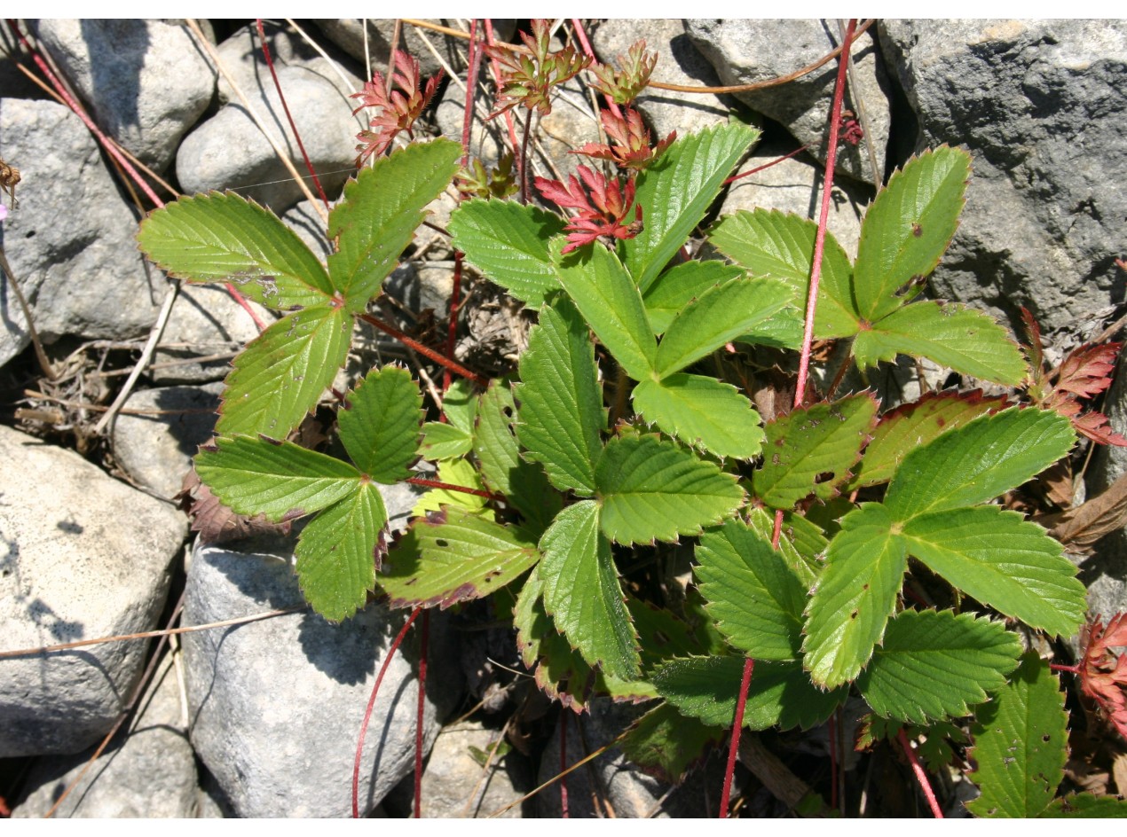 Port Huron Strawberry