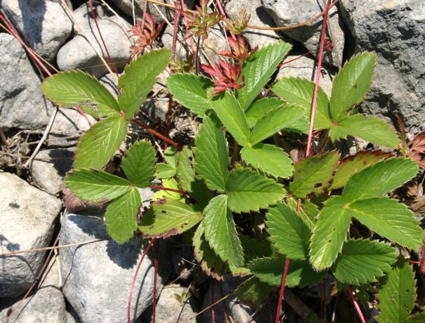 Port Huron Strawberry