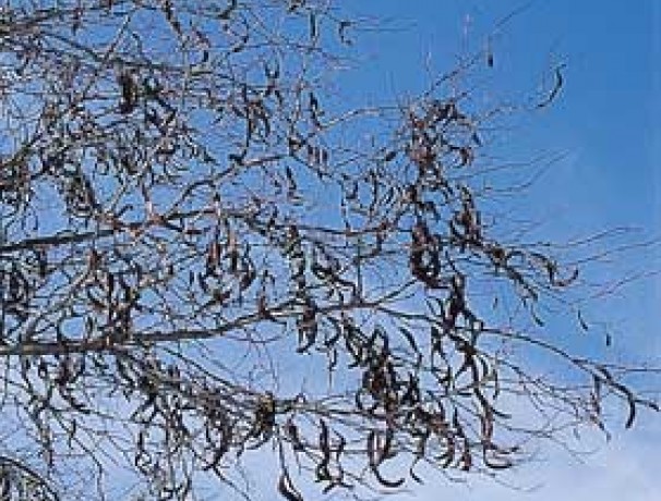 Big Pod Hershey Honeylocust Big Pod Hershey Honeylocust