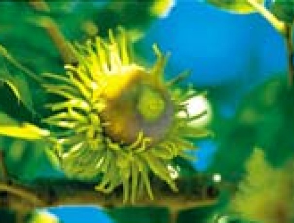 Chinese Cork Oak Chinese Cork Oak