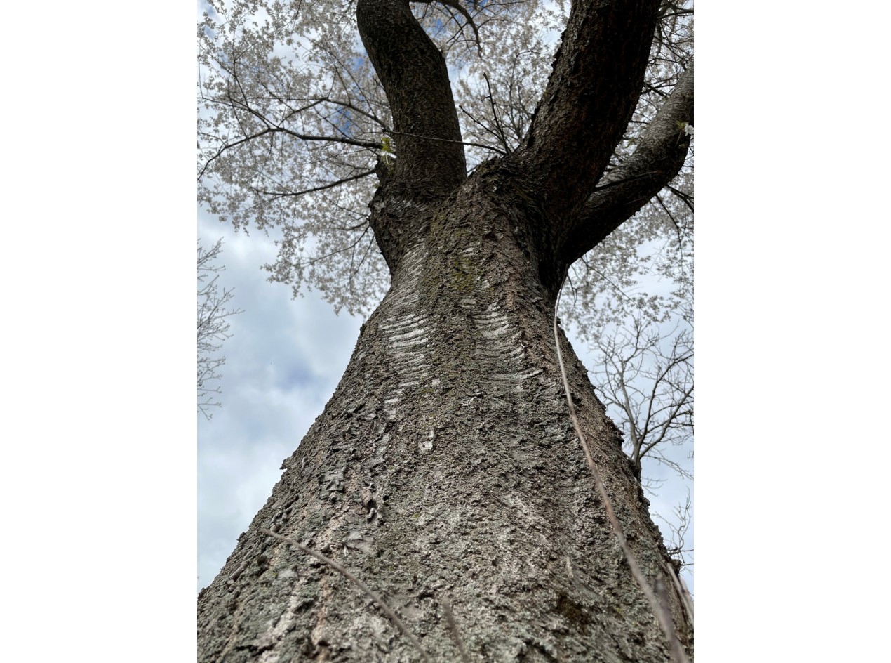 Snow Mountain Cherry