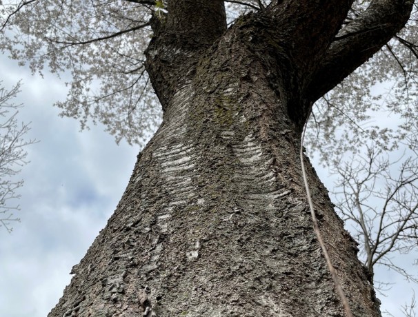Snow Mountain Cherry