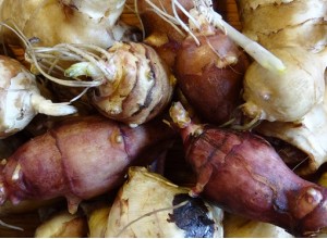 Jerusalem Artichoke Seeds
