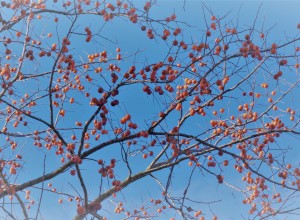 American Persimmon Seeds