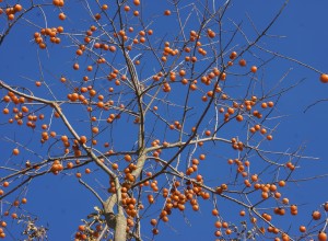 American Persimmon Seeds
