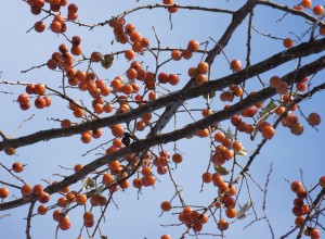 American Persimmon Seeds