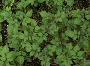 Perennial Diversity Perpetual Potato
