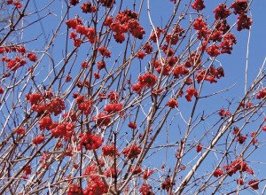 Fruitfull American Cranberrybush Seeds