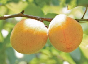Michigan Apricot