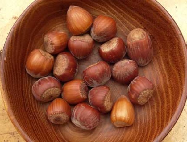 American Hazelnut Nuts American Hazelnut Nuts