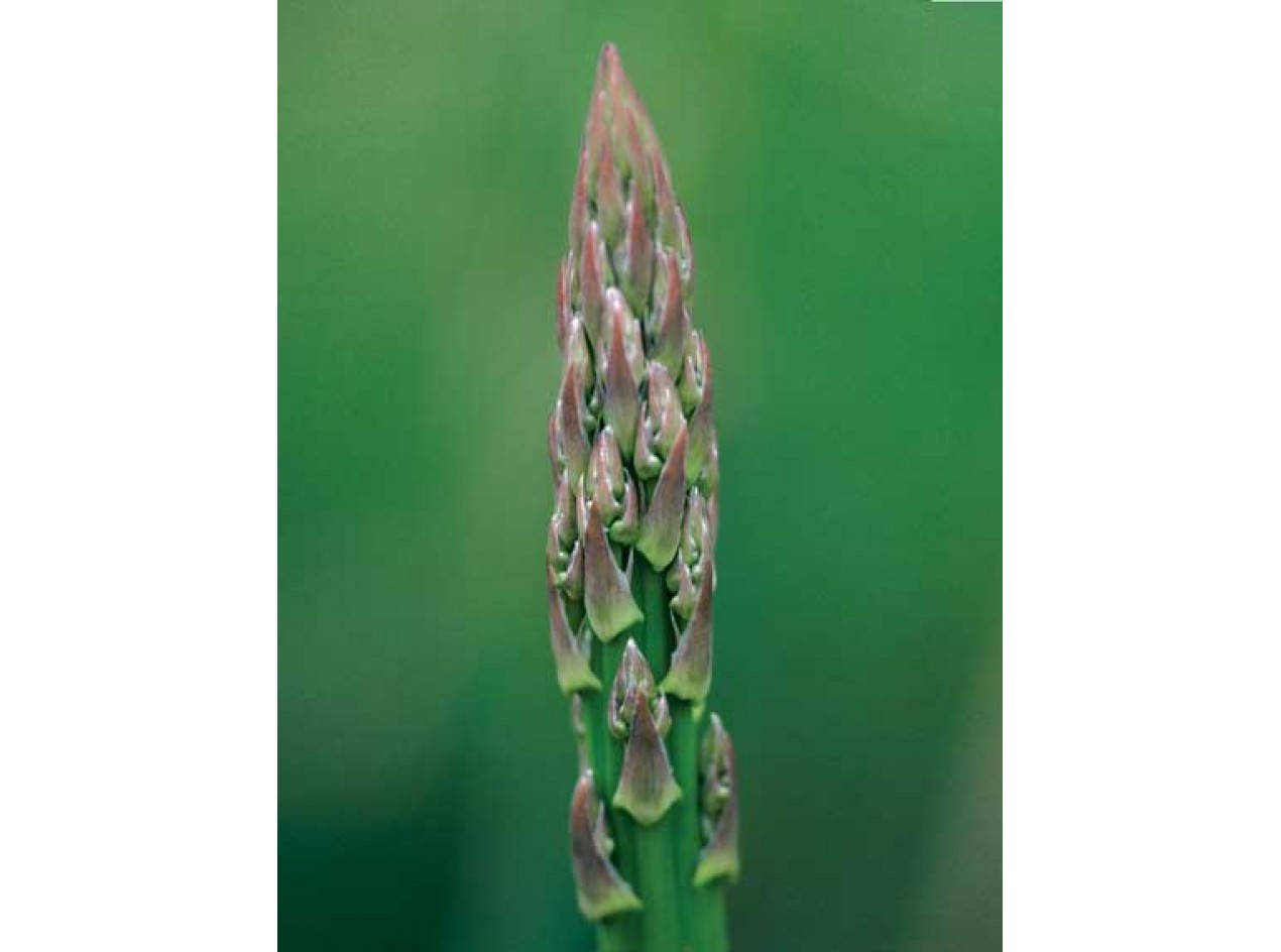 Very Wild Asparagus Seeds