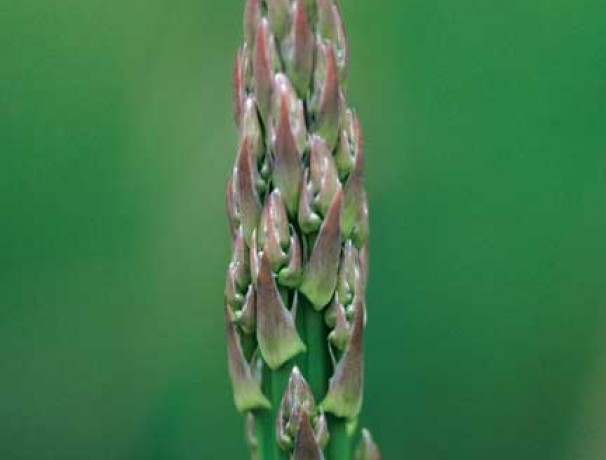 Very Wild Asparagus Seeds