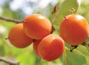 American Persimmon Seeds