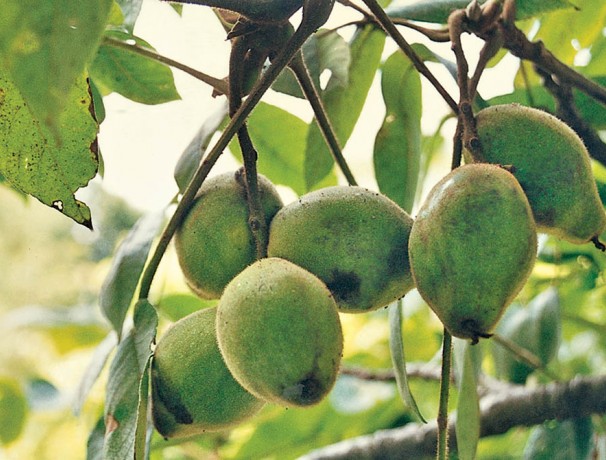 Butternut Nuts Butternut Nuts