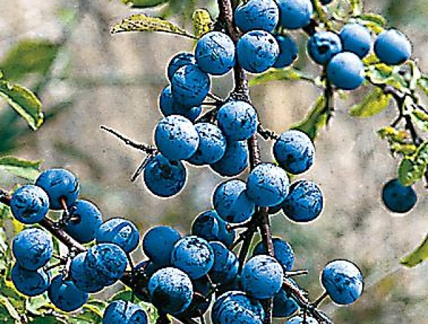 Sloe Plum Seeds