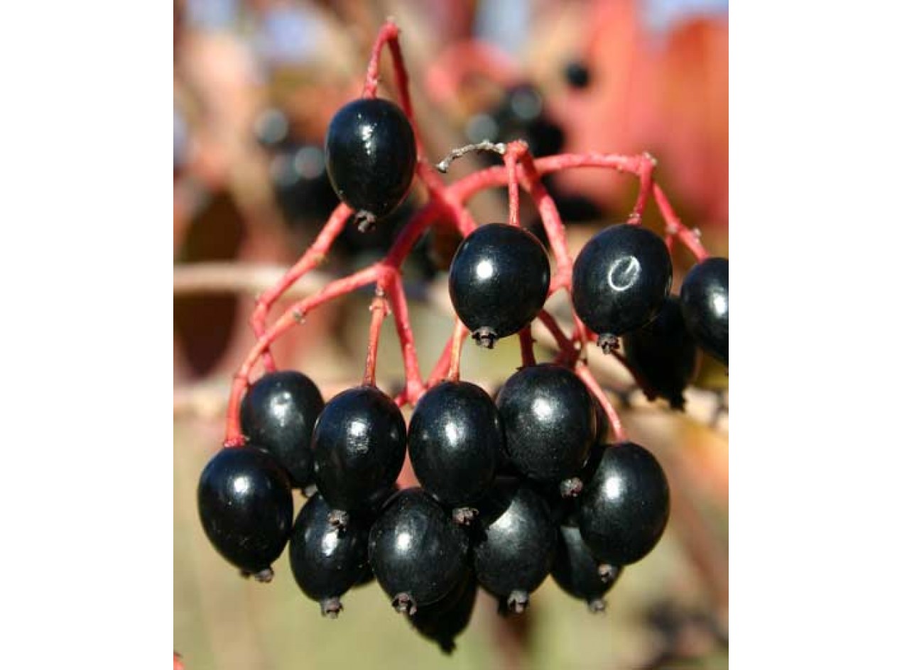 Blackhaw Viburnum 'Iowa' Seeds