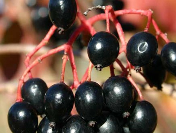 Blackhaw Viburnum 'Iowa' Seeds Blackhaw Viburnum 'Iowa' Seeds