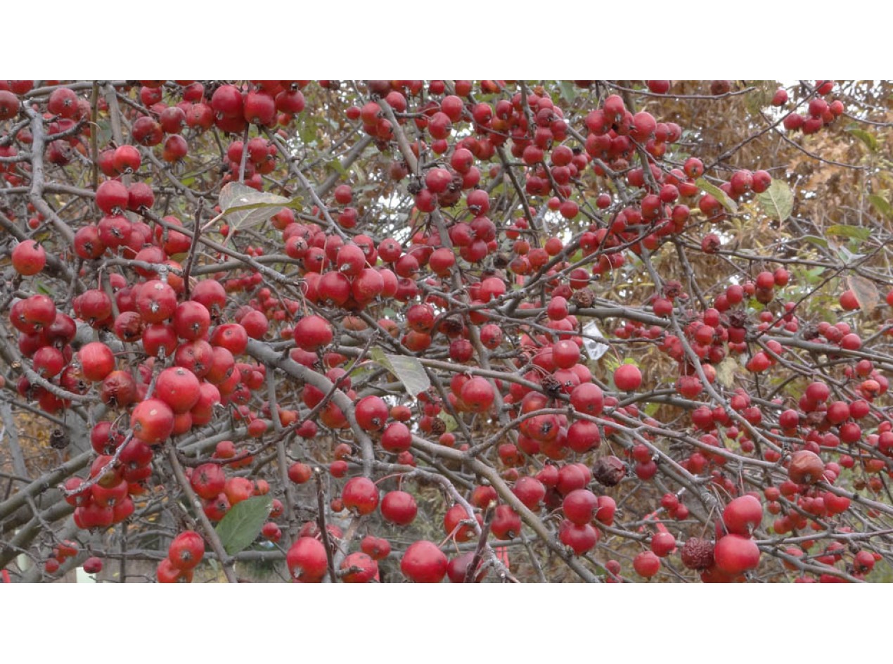 Hewes Crabapple Seeds