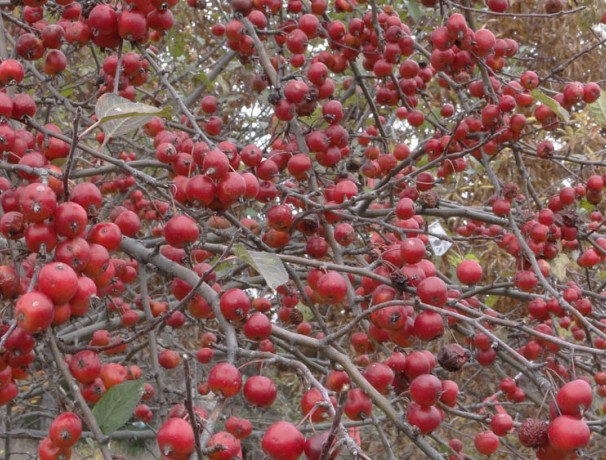 Hewes Crabapple Seeds