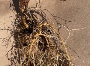 Dwarf Carline Thistle