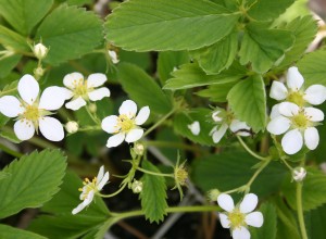 Intensity Strawberry