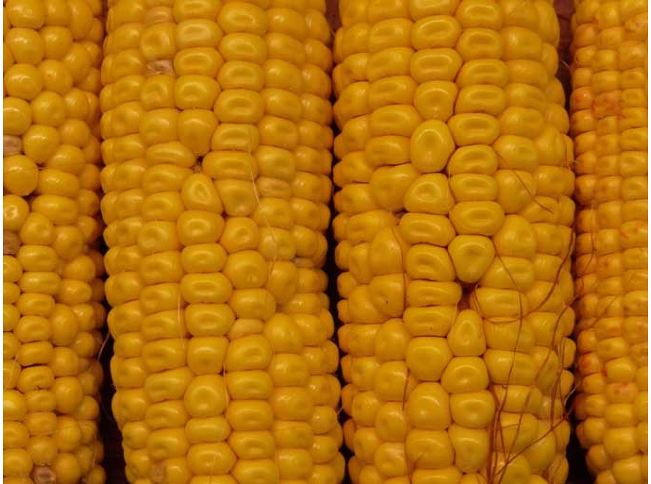 Alberta Clipper Corn 