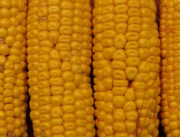 Alberta Clipper Corn 