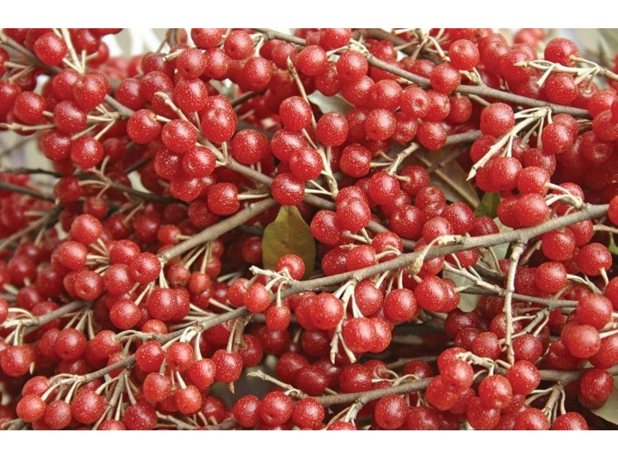 Cluster Autumnberry Seeds