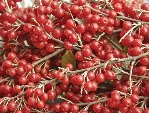 Cluster Autumnberry Seeds Cluster Autumnberry Seeds