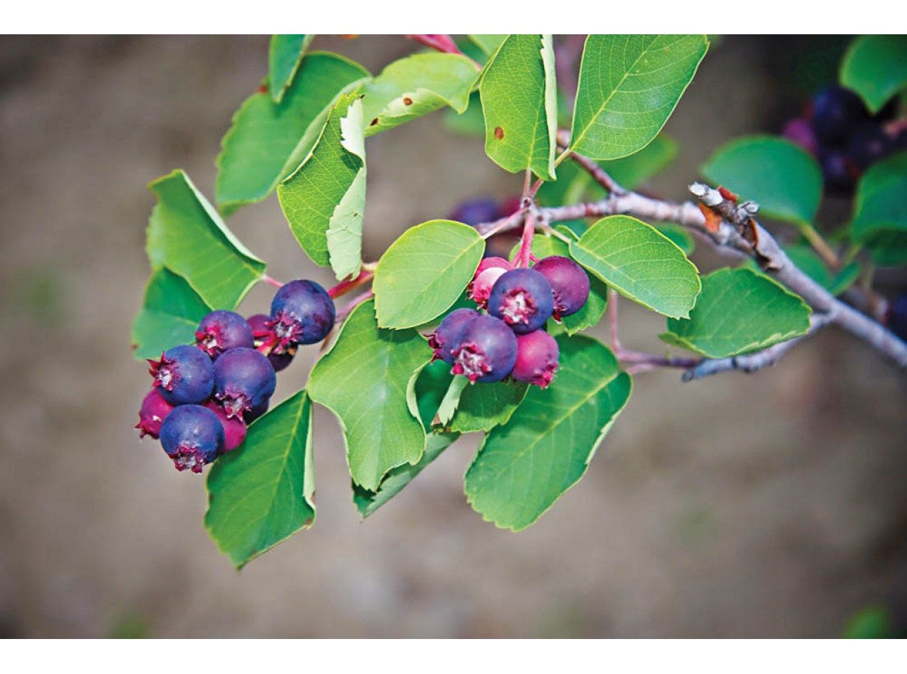 Sweet Blue Juneberry