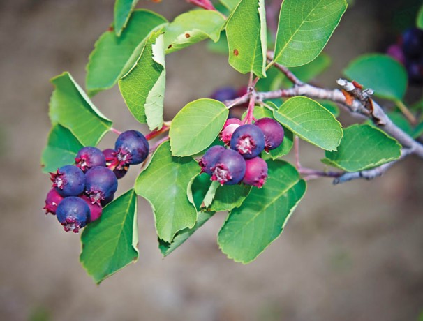 Sweet Blue Juneberry