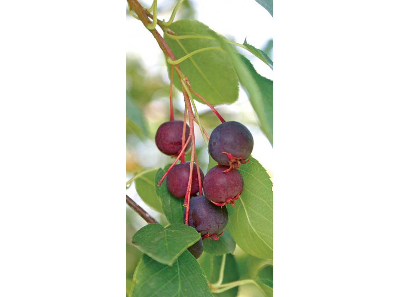 Pancake Bay Allegheny Serviceberry