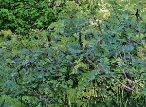 California False Indigo Seeds