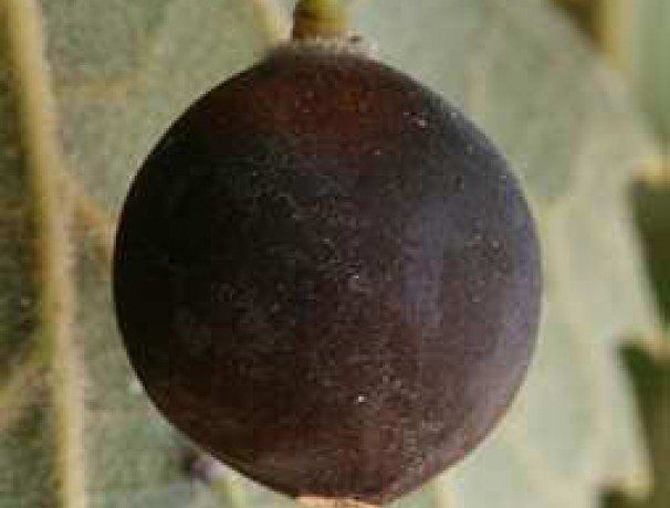 Lotus Berry Lotus Berry