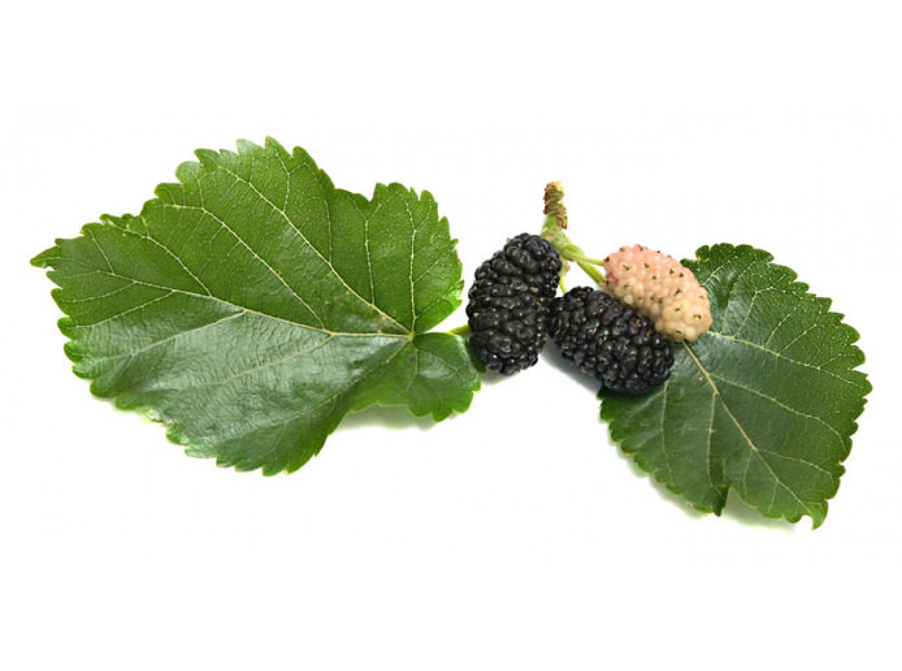 Black Mulberry