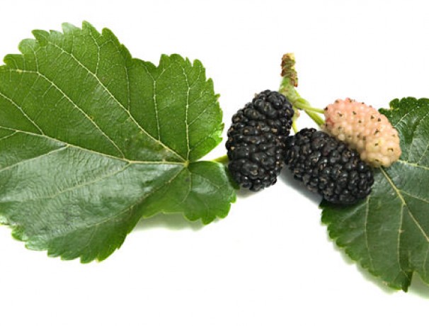 Black Mulberry Black Mulberry