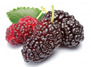 Black Mulberry