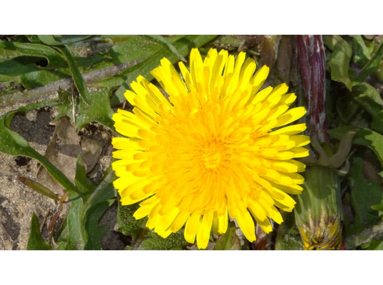 Vollherzigen Dandelion