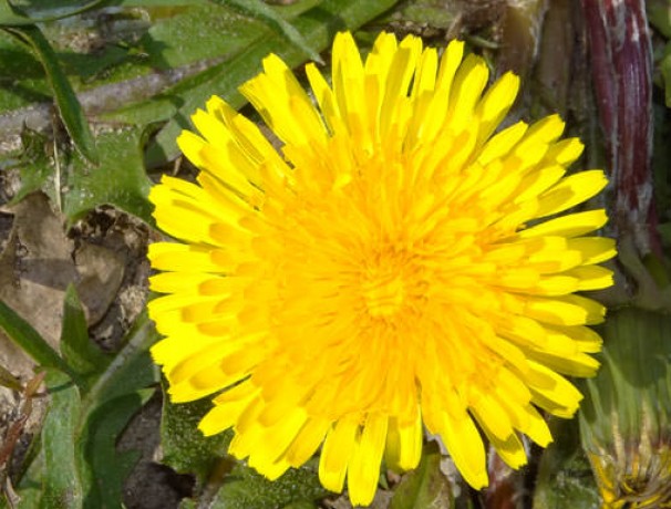 Vollherzigen Dandelion