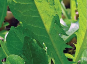 Vollherzigen Dandelion