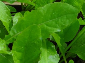 Vollherzigen Dandelion