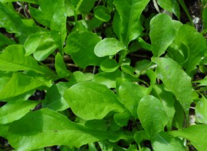 Vollherzigen Dandelion