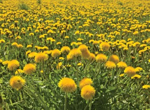 Vollherzigen Dandelion